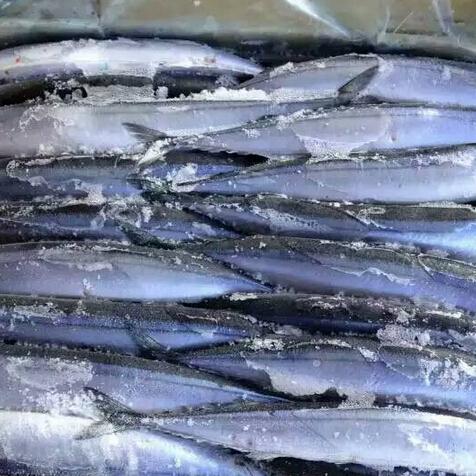 供应 优质冷冻1号秋*鱼 水产品海鲜鱼