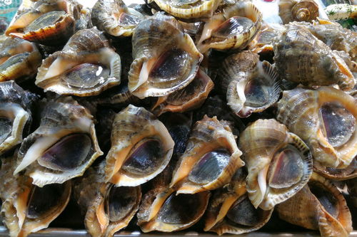 梭子蟹 皮皮虾 八带鮹 休渔期鲜活照样有 进口鲜活大海鲜惹人馋